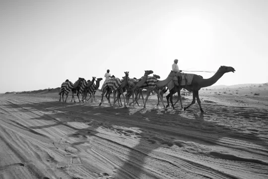 Caravan in the desert